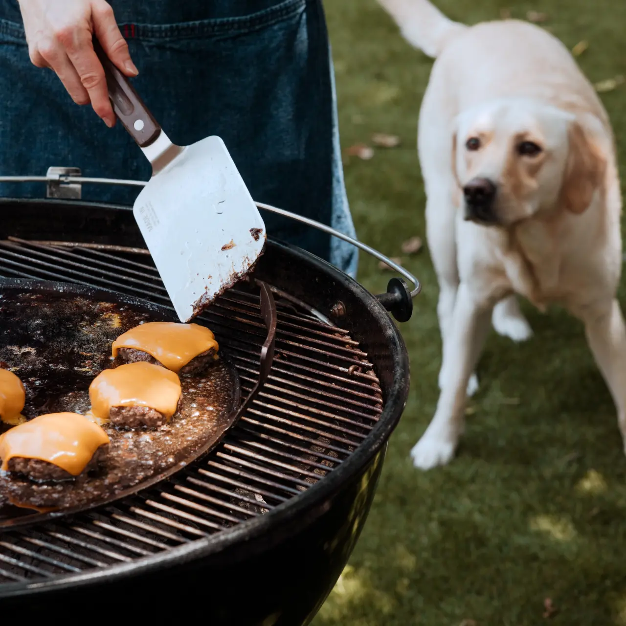 A person is grilling cheese-topped burgers on an outdoor barbecue while a curious dog watches intently.