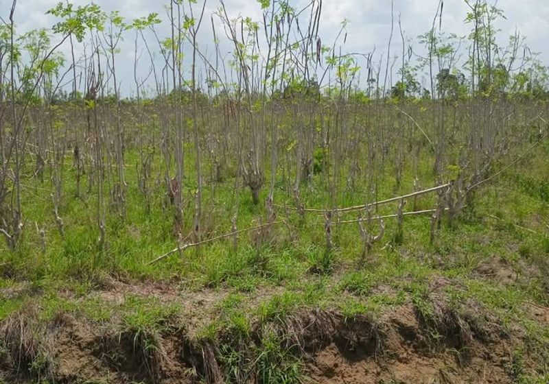 Kwale Farm – Majoreni Agricultural Land For Sale