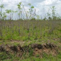 Kwale Farm – Majoreni Agricultural Land For Sale
