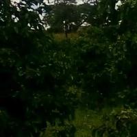 5-Acre Avocado Farm for Sale Along Kiganjo Road For Sale — KES 70M