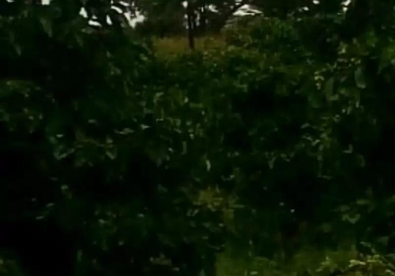 5-Acre Avocado Farm for Sale Along Kiganjo Road For Sale — KES 70M