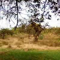 425-Acre Makuyu Ridge Farm For Sale — KES 5M per Acre