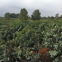 800-Acre Mixed-Use Farm in Juja For Sale — Coffee Plantation, Factory & 2 Dams