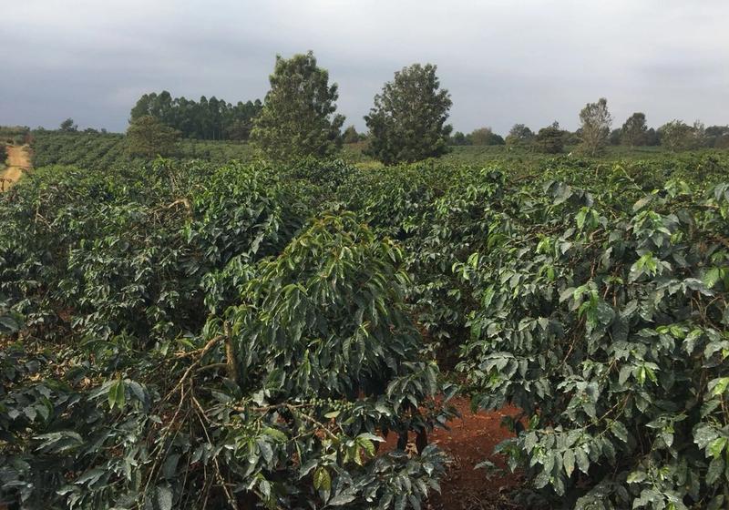 800-Acre Mixed-Use Farm in Juja For Sale — Coffee Plantation, Factory & 2 Dams