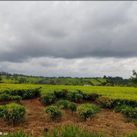 30.5 Acres with Tea Plantation For Sale— Riara Ridge, Limuru — KES 25M per Acre