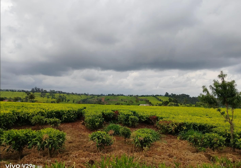 30.5 Acres with Tea Plantation For Sale— Riara Ridge, Limuru — KES 25M per Acre