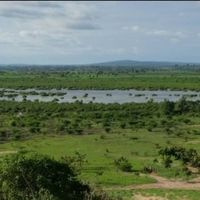 Malindi Airport Adjacent Undeveloped Farm – 69 acres For Sale