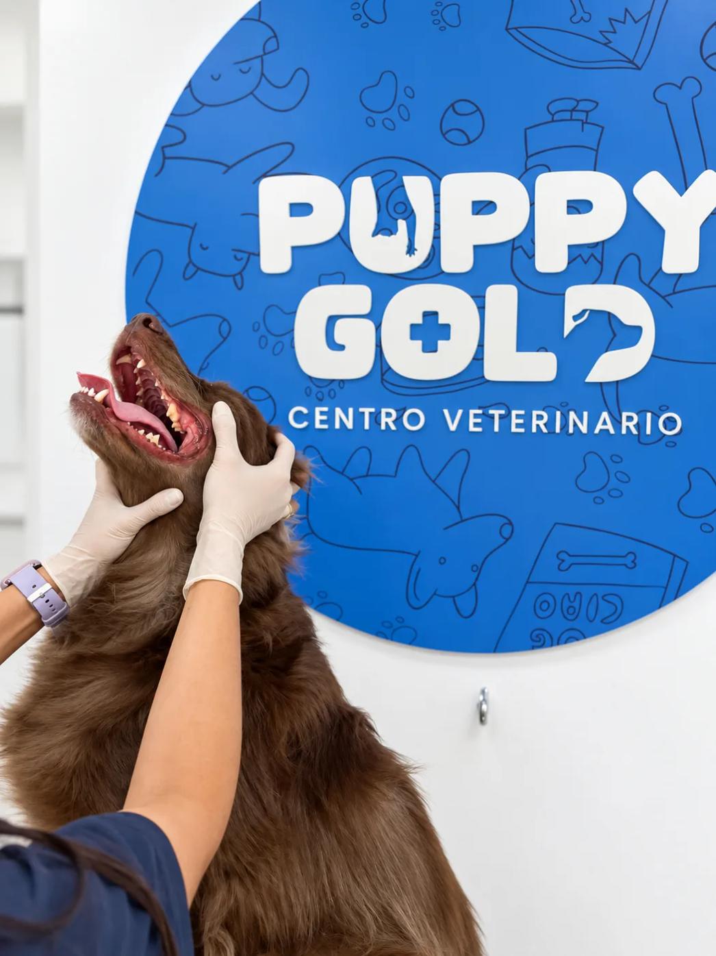 Revisión dental de un perro