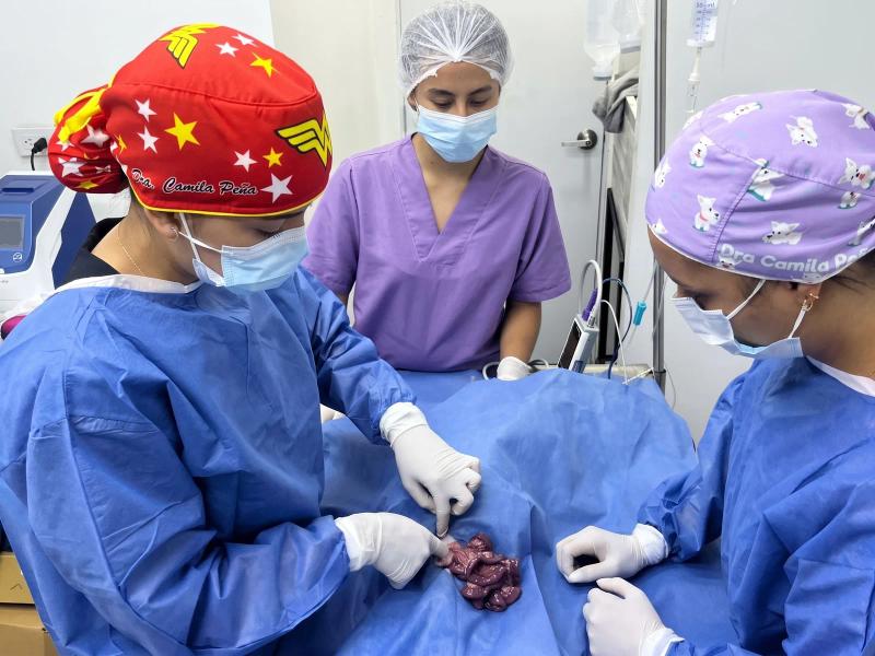 Procedimiento quirúrgico veterinario