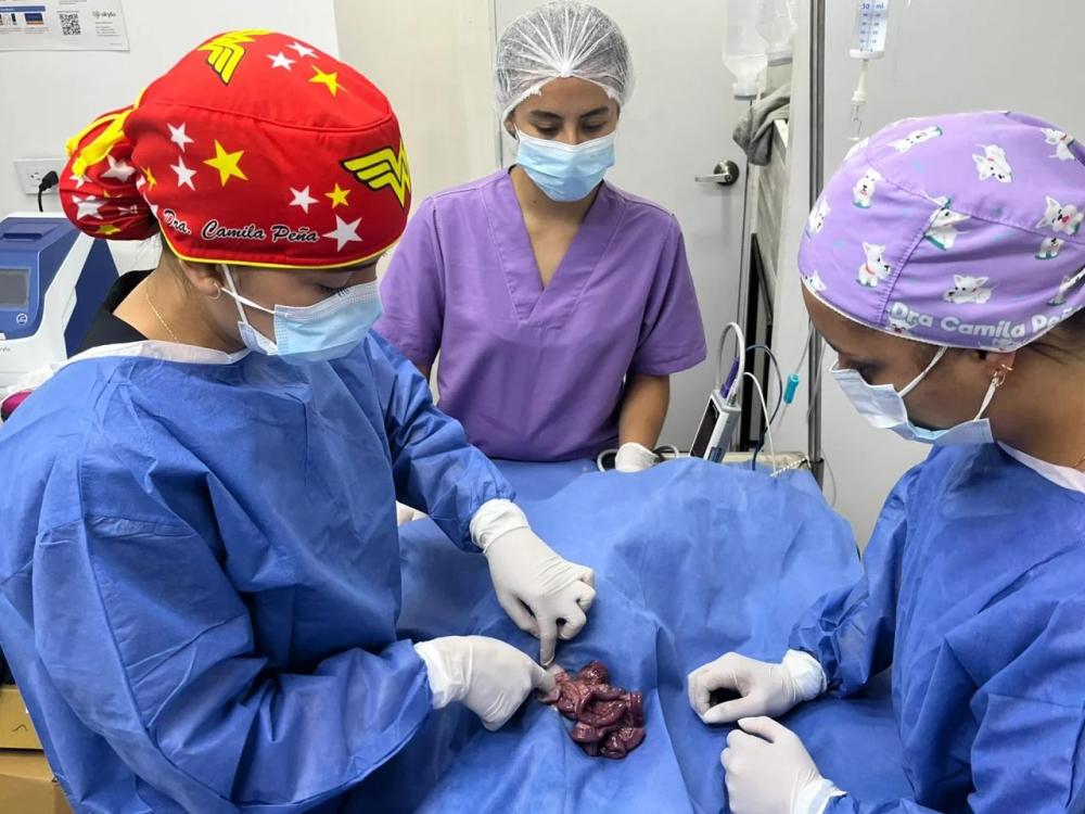 Procedimiento quirúrgico veterinario