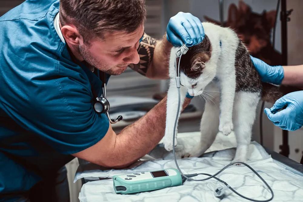 Farmacia veterinaria