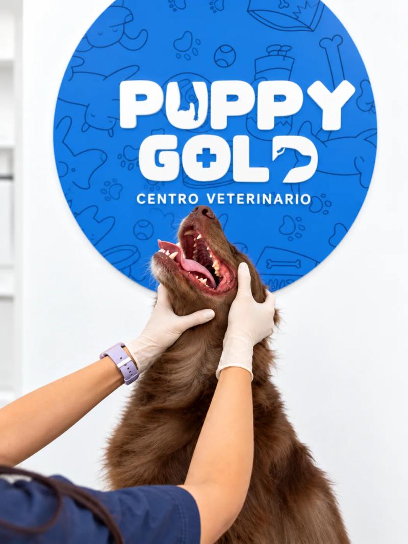 Revisión de salud oral de un perro