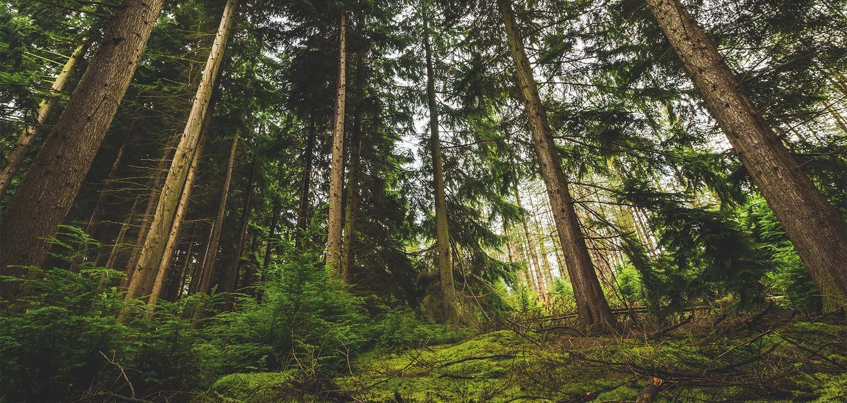 Top 5 Reasons Why Wood Is Good