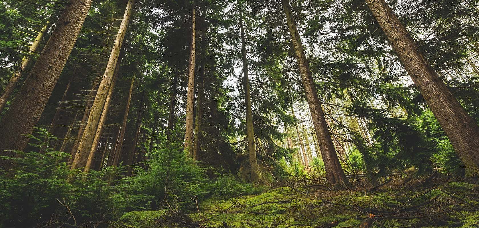 Top 5 Reasons Why Wood Is Good