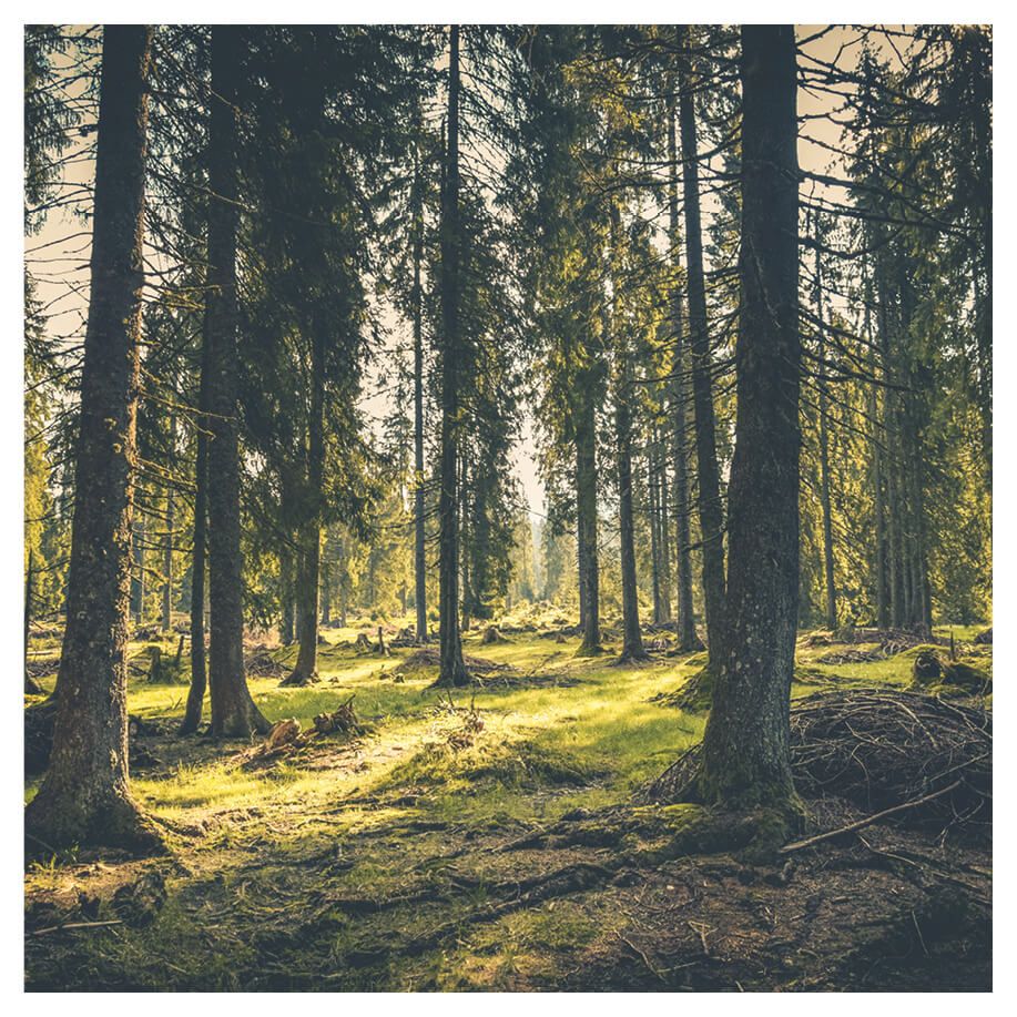 Our sustainability guide to long-life woods