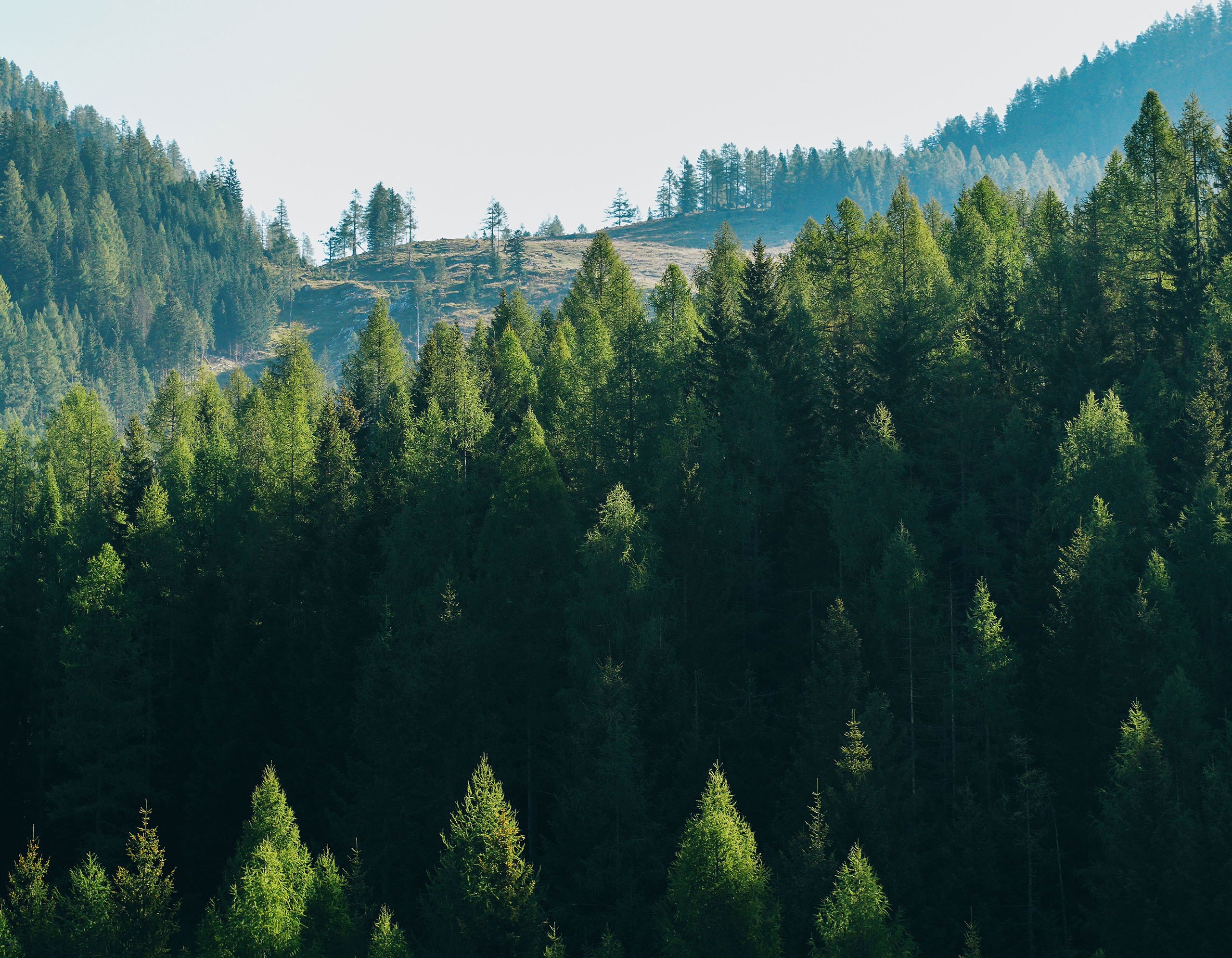 Top view over trees in a forest