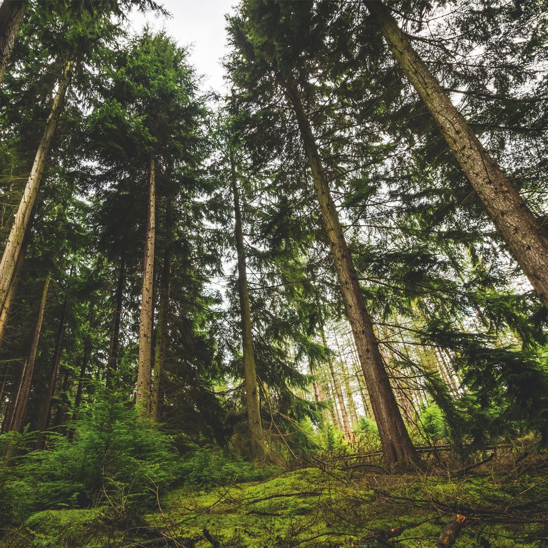 Top 5 Reasons Why Wood Is Good