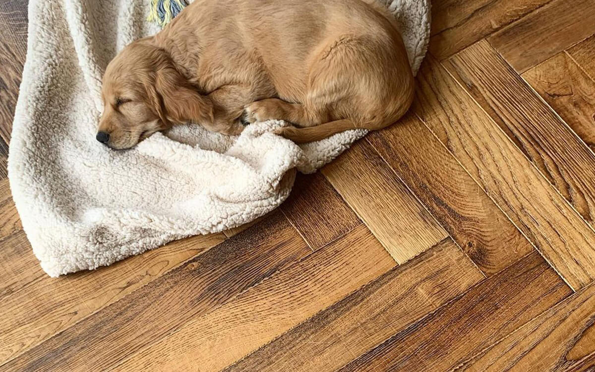 dog on herringbone flooring