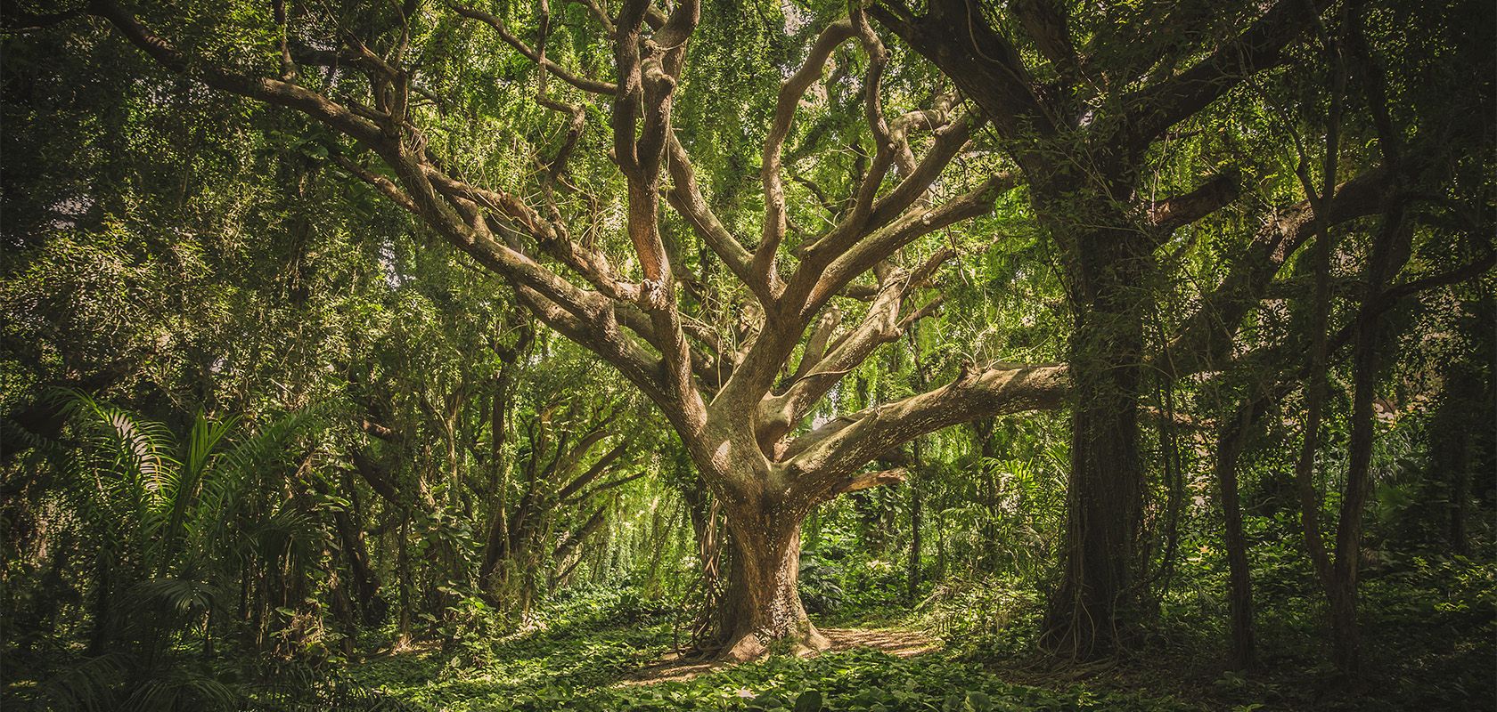 Top 4 Reasons Wood Is Good For You