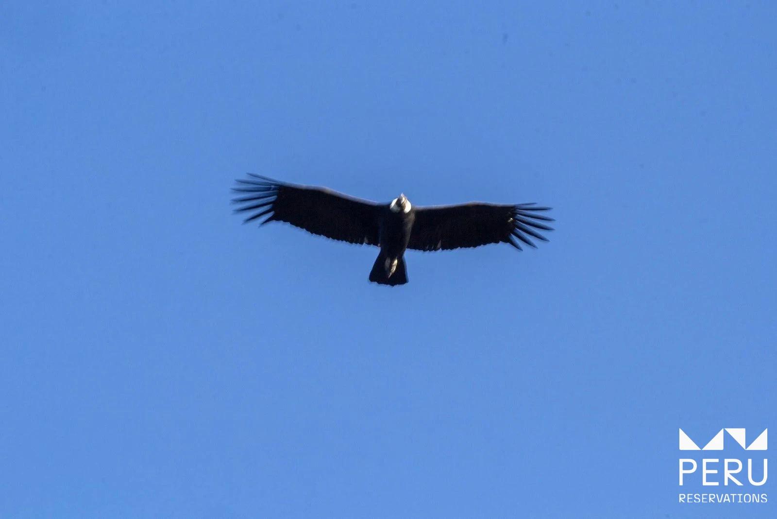CHONTA CONDOR VIEWPOINT: Full Day Hike to the Andean Condor Observatory