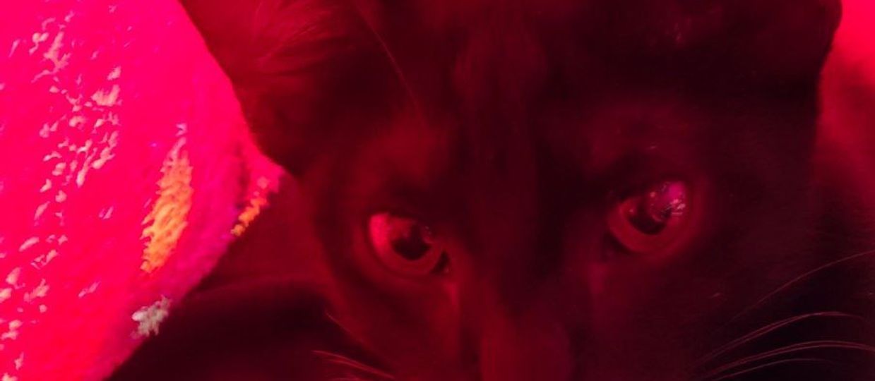 Cover Image for Alfie