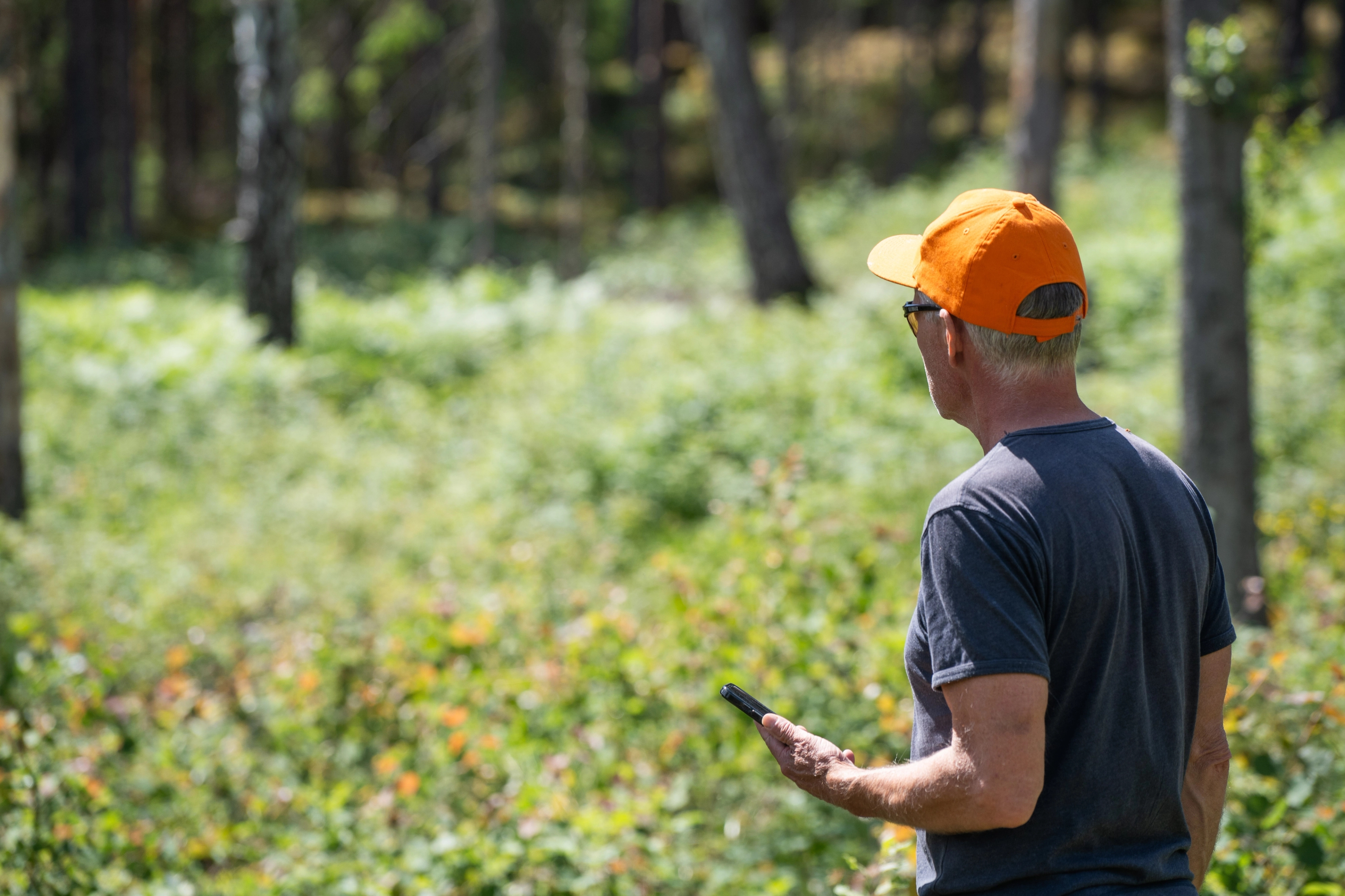 Skogshubben fältapp skogsbruksplan