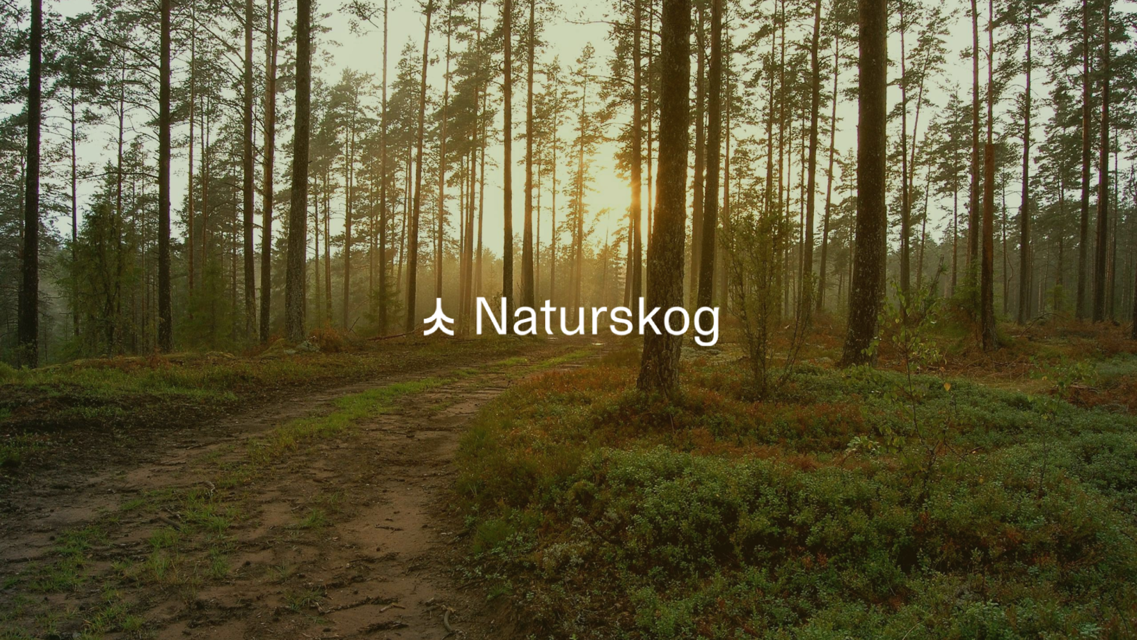 Logotyp för Naturskog mot skoglig bakgrund