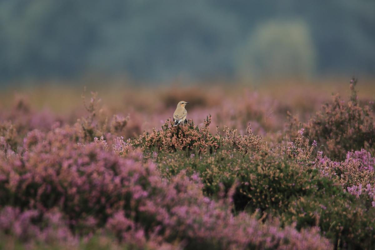 Nationaal Park De Hoge Veluwe