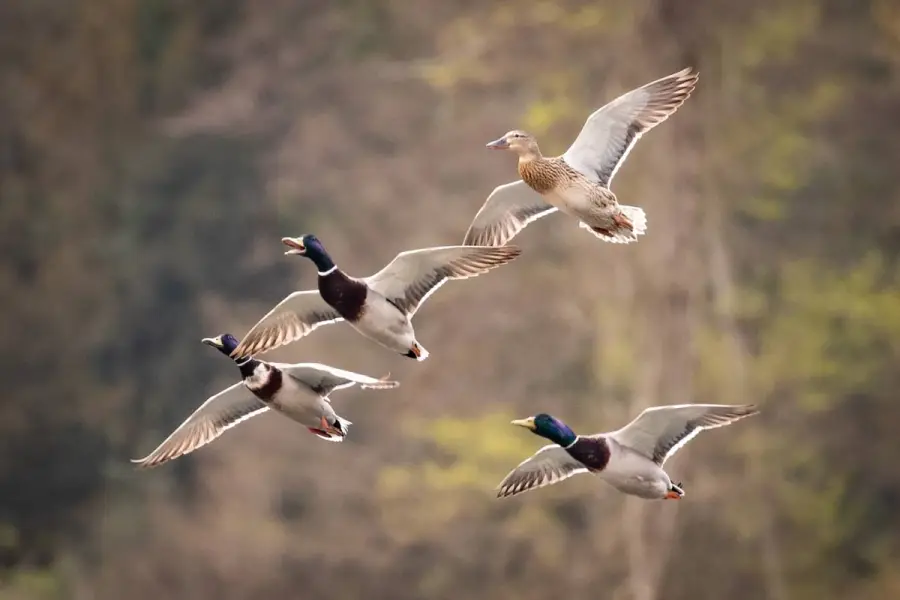 Pools appeal to ducks because of their clean, safe appearance.