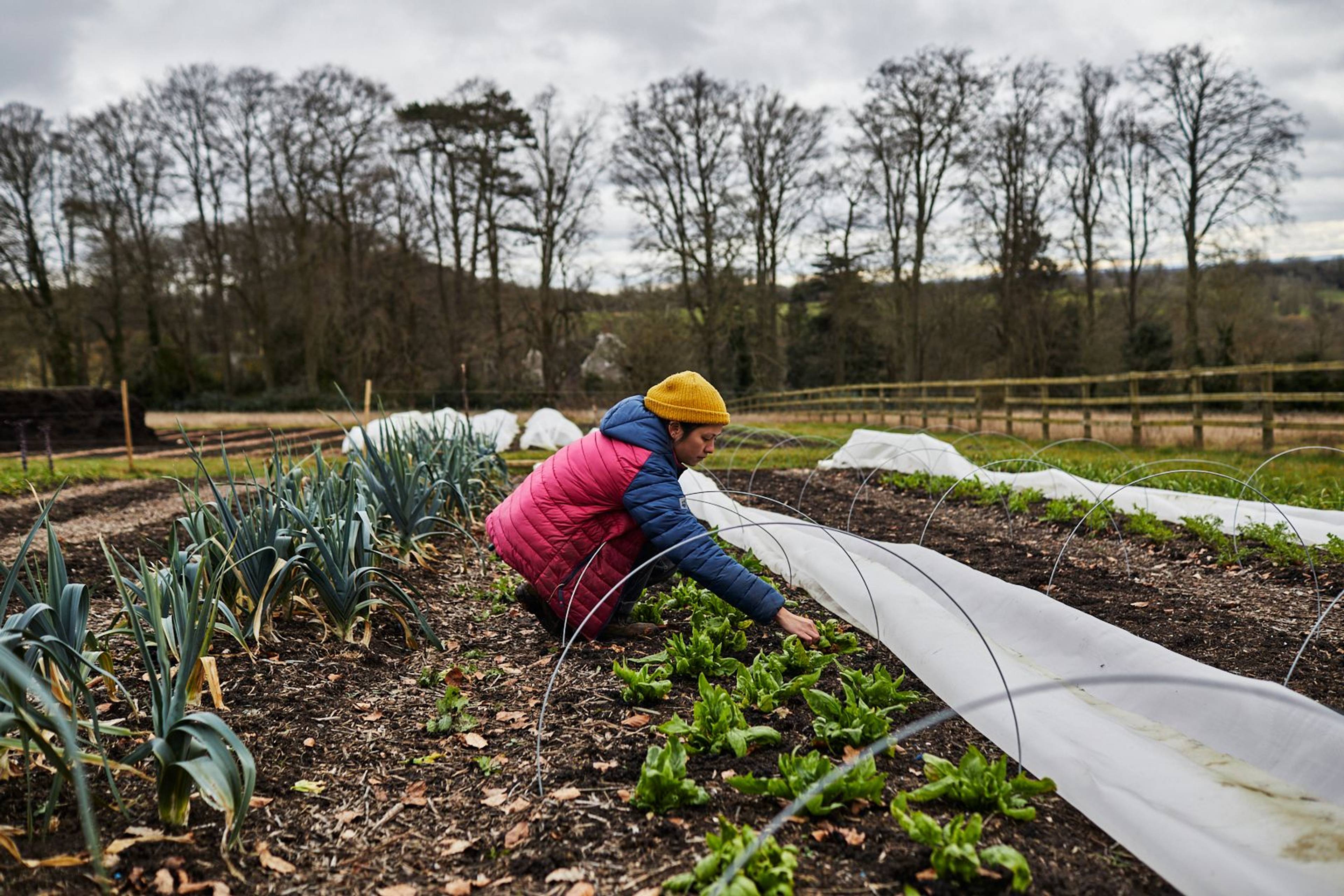 Young grower Chermayne picking spinach on her farm