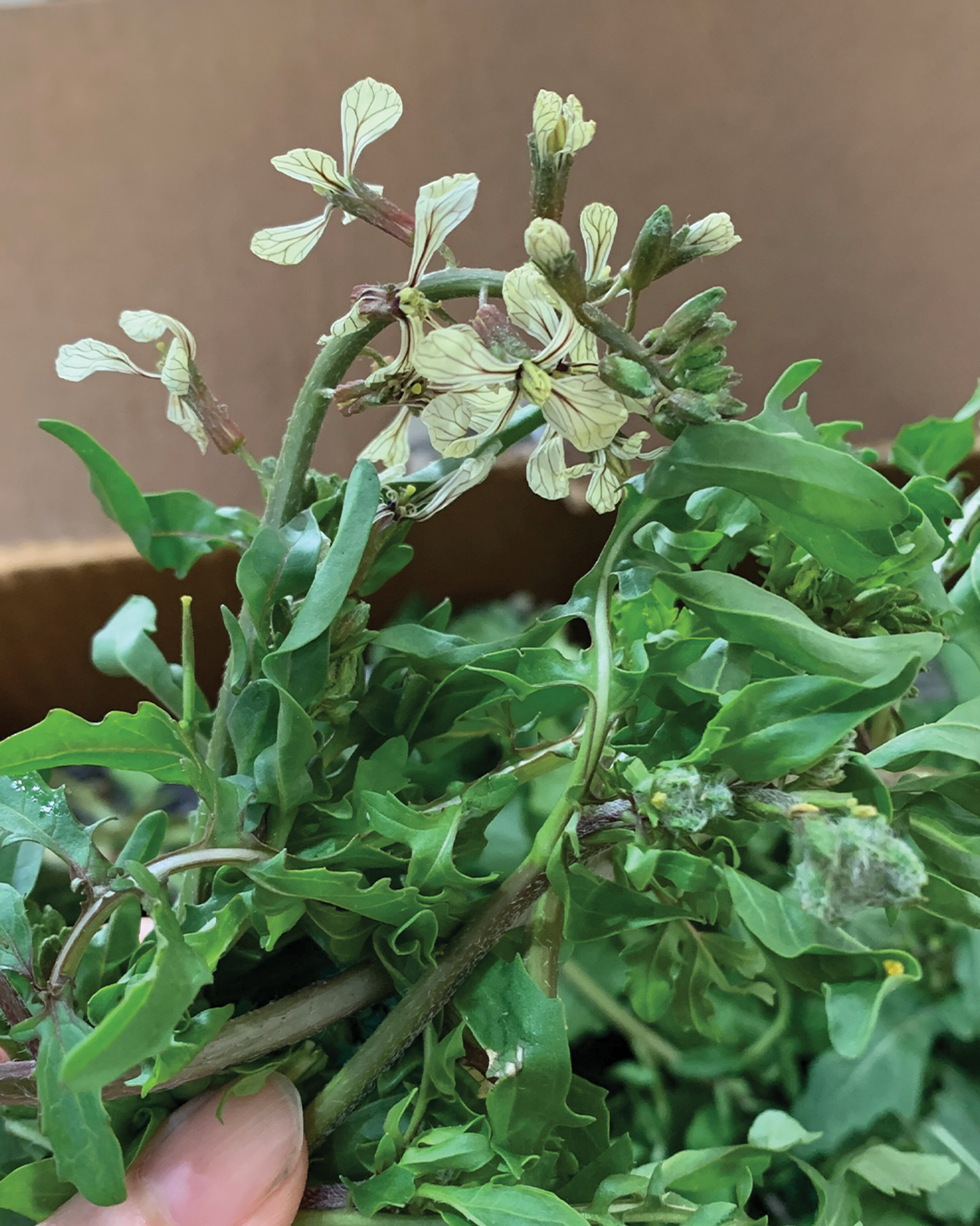 Season planner image