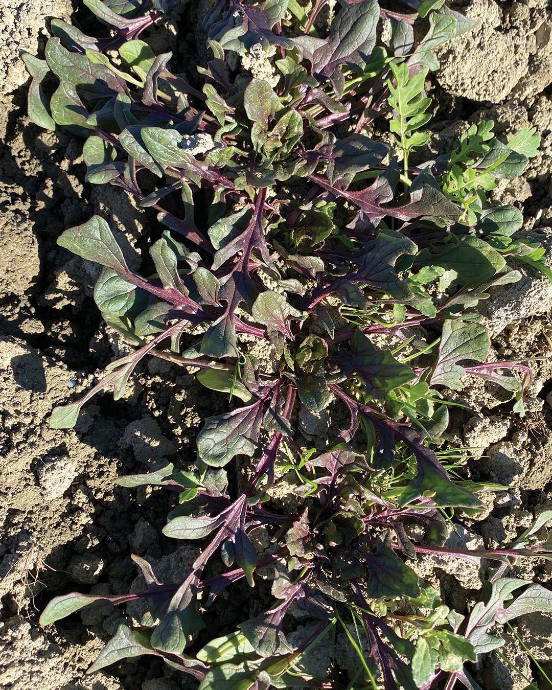 Season planner image