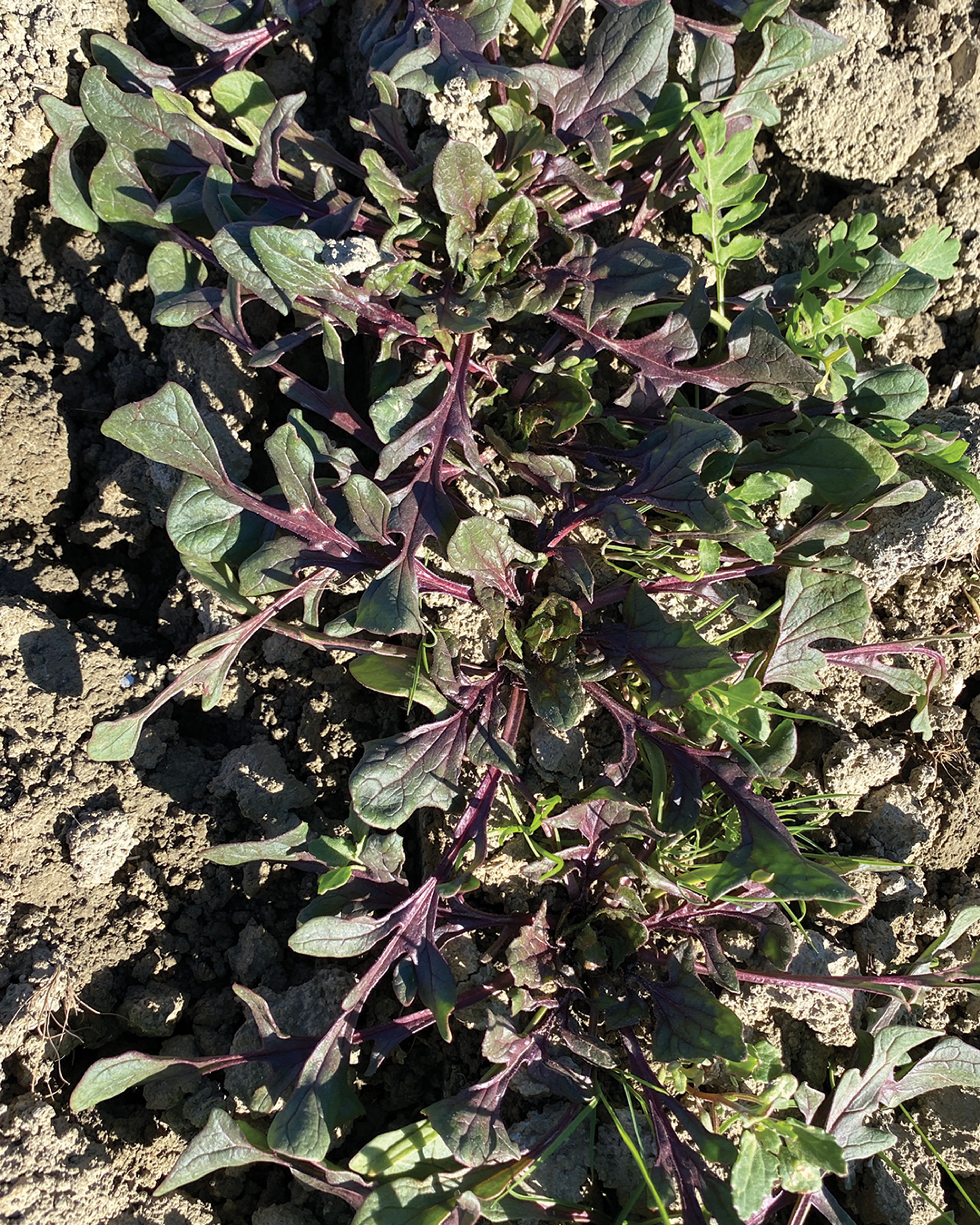 Season planner image