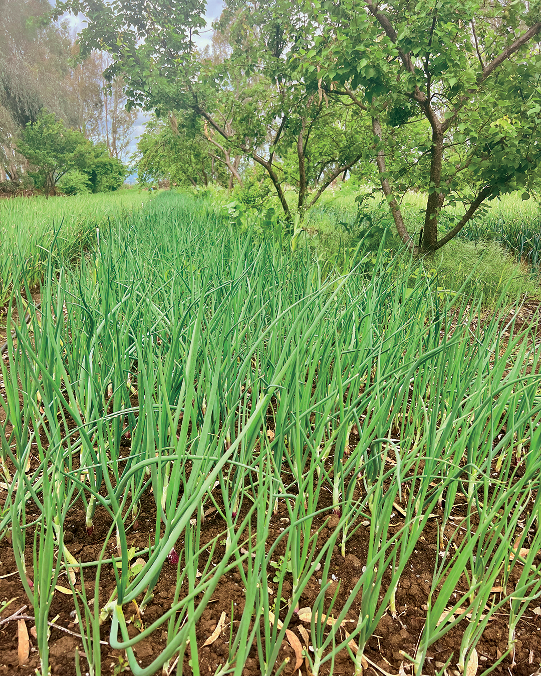 Season planner image