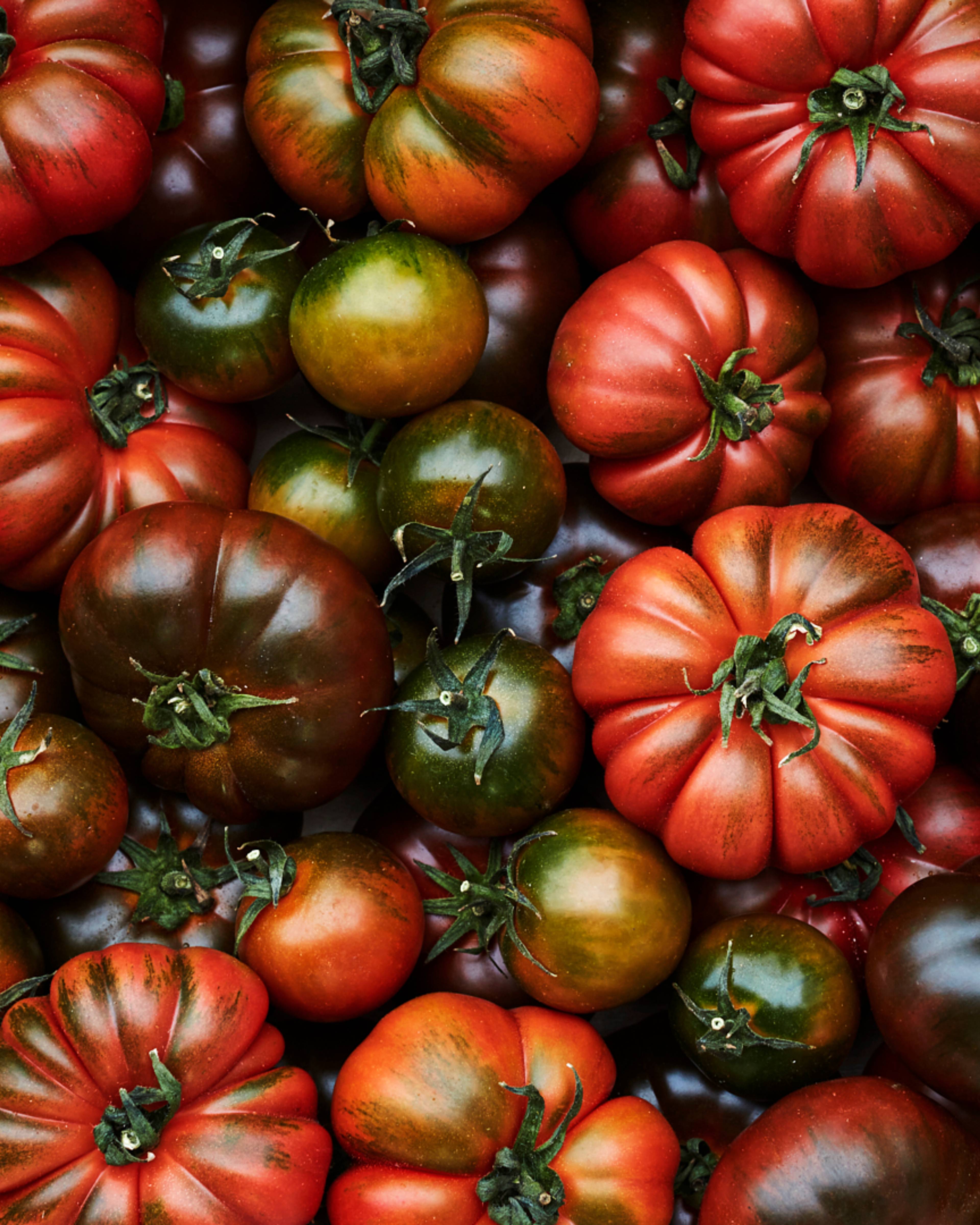 winter tomatoes in all shapes and sizes