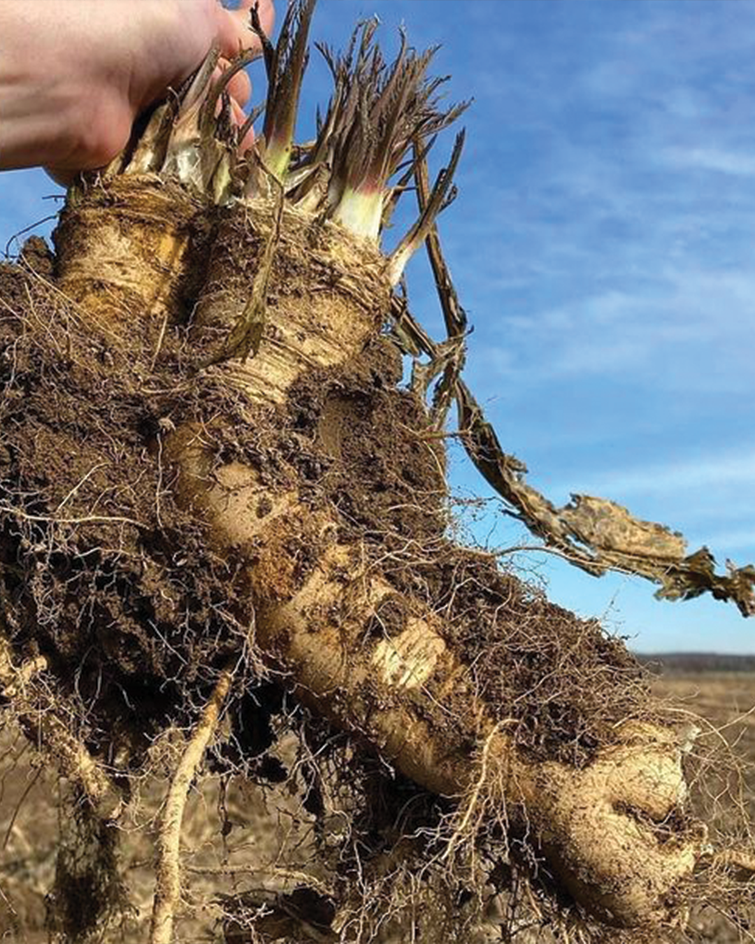 Season planner image