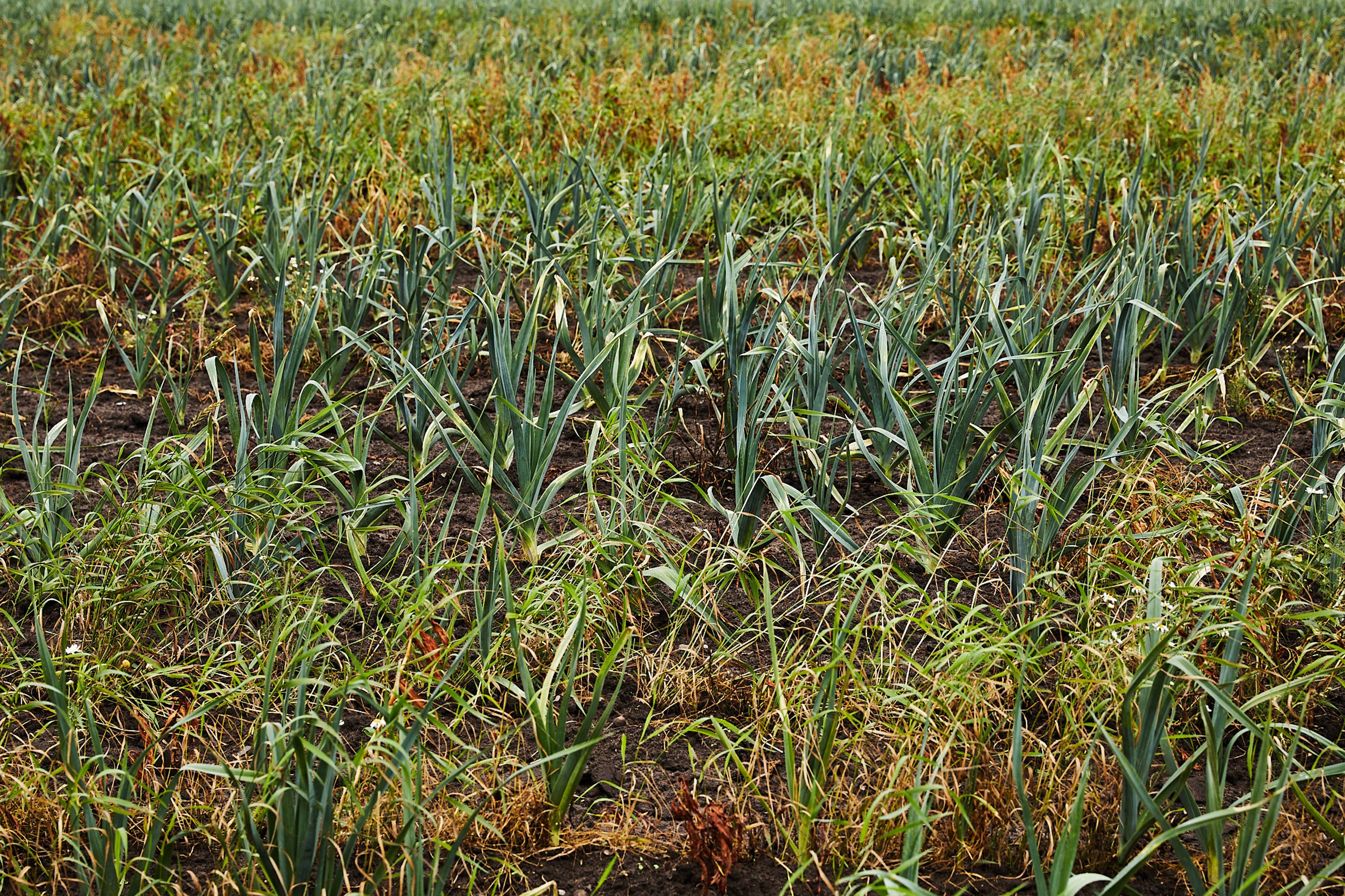 Images with caption alt text