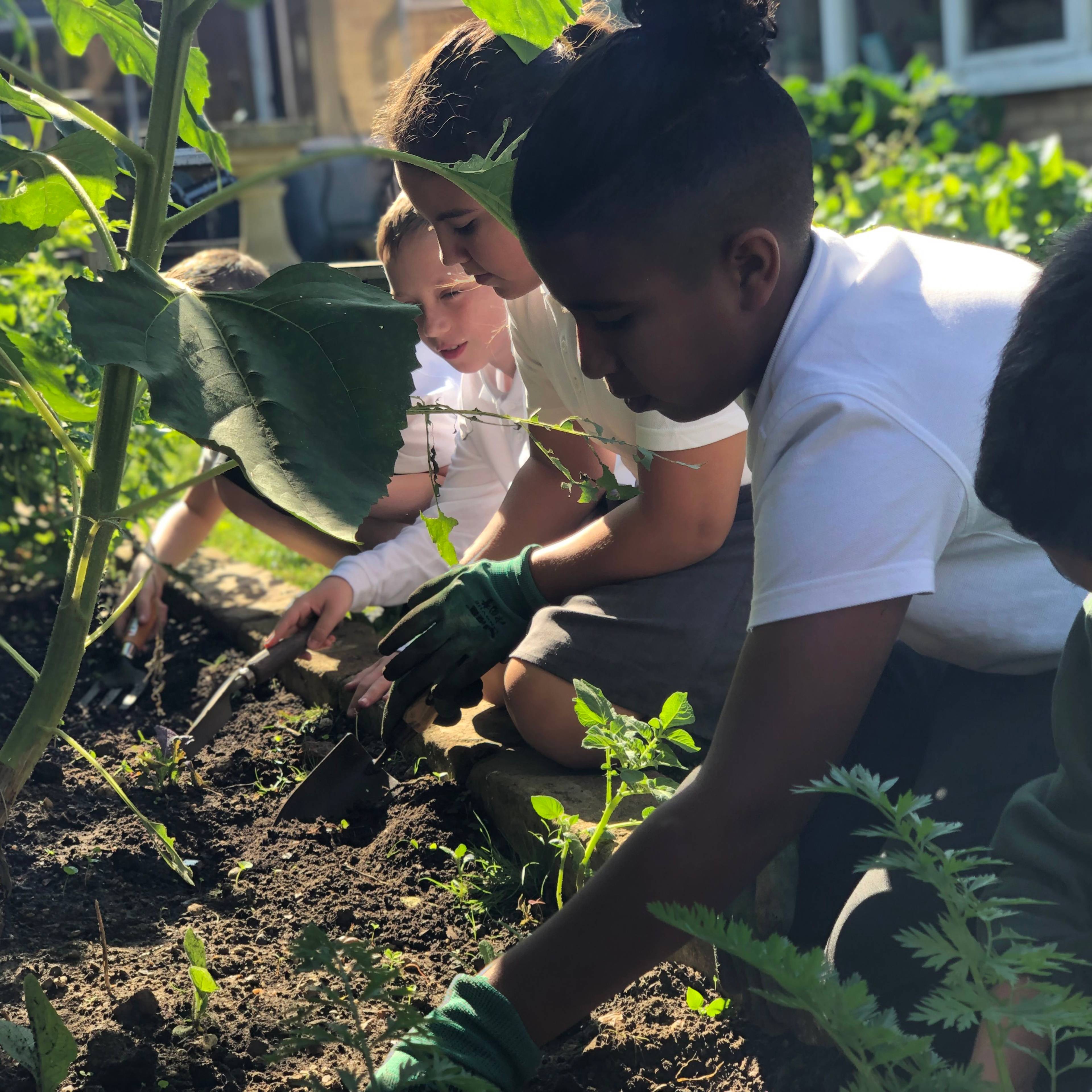 Children digging in soil at Greenside school