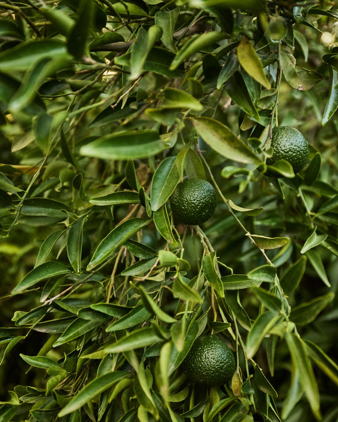 Images with caption alt text