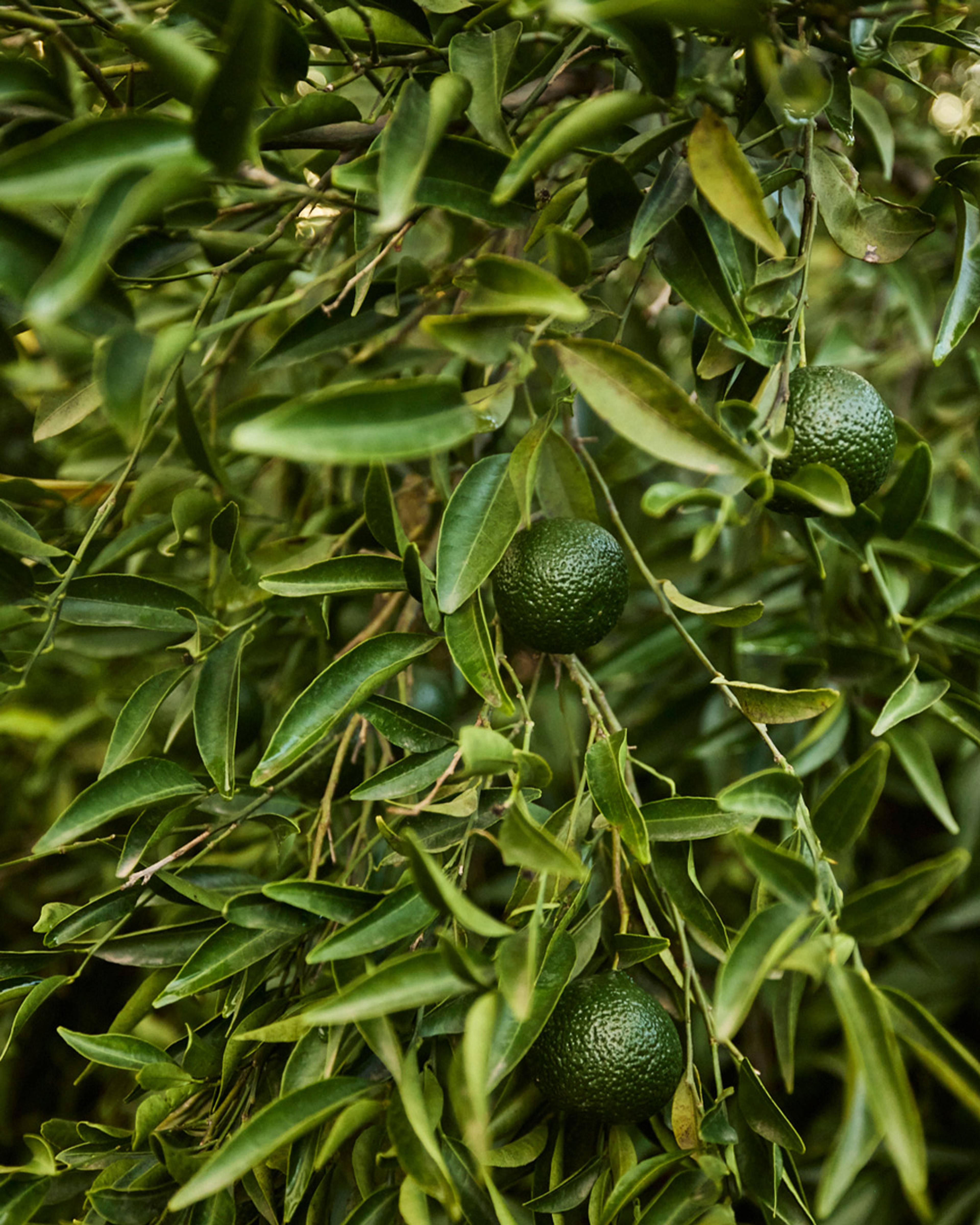 Images with caption alt text