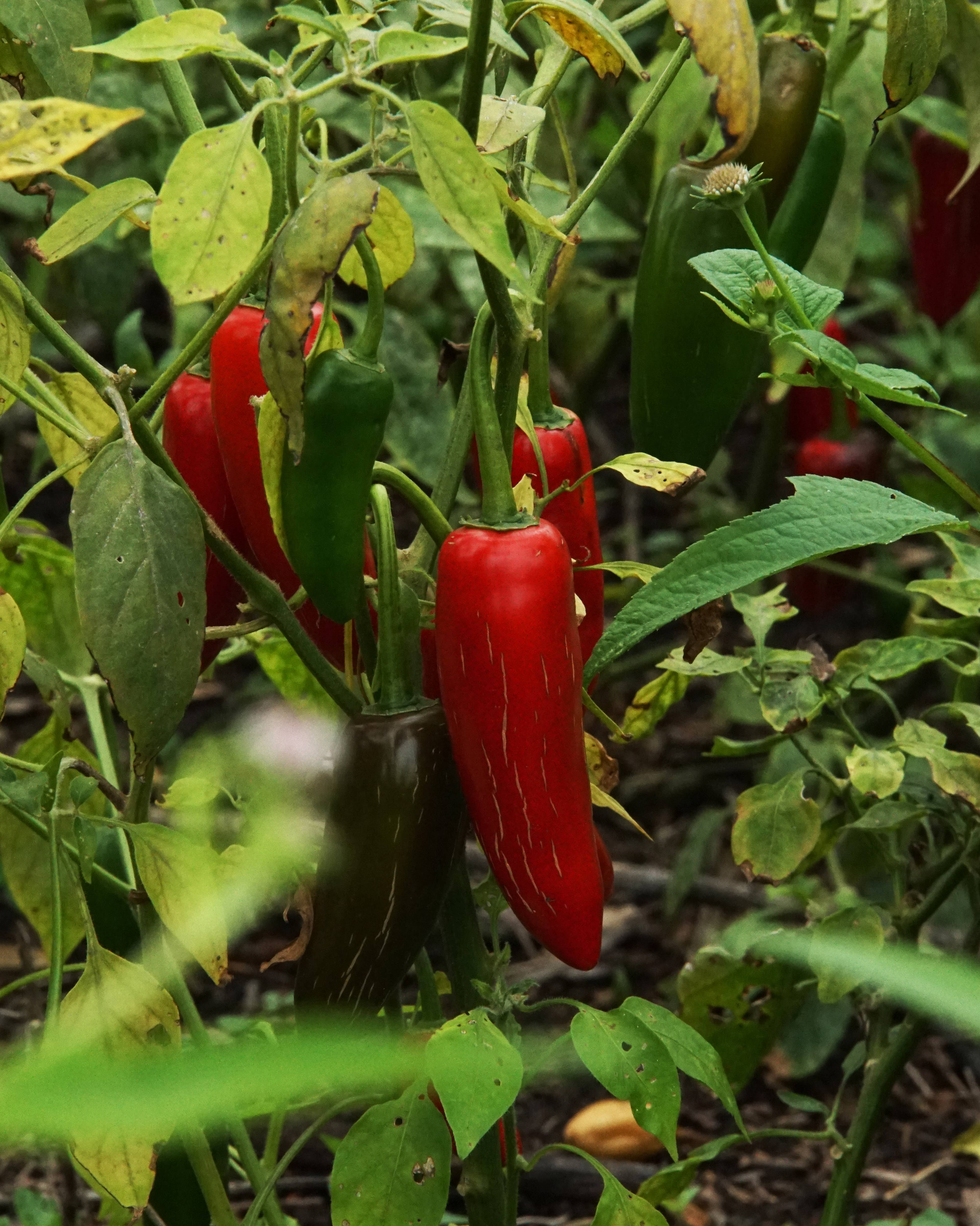 red and green chillies growing on the plant