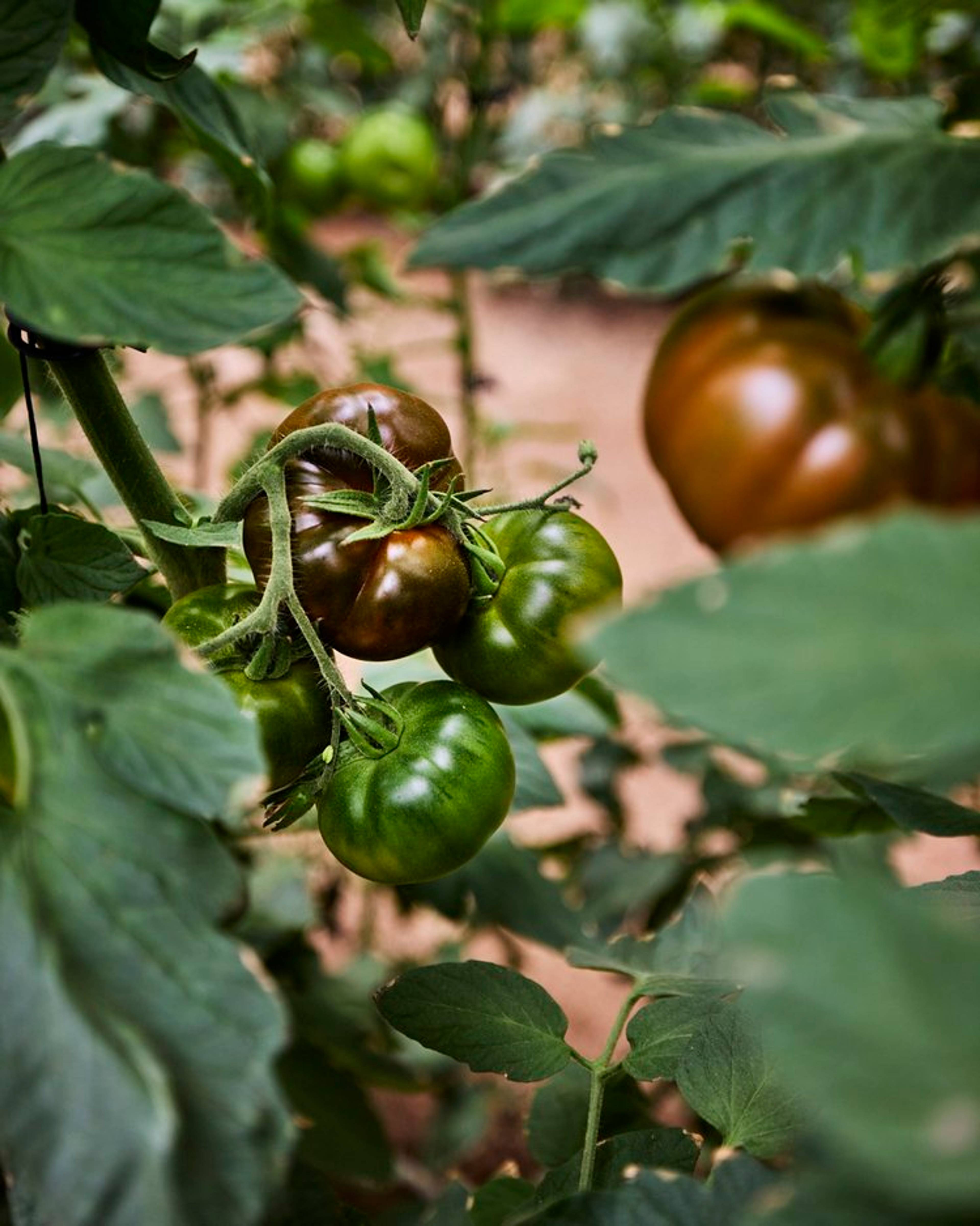Iberiko tomatoes growing on the vine