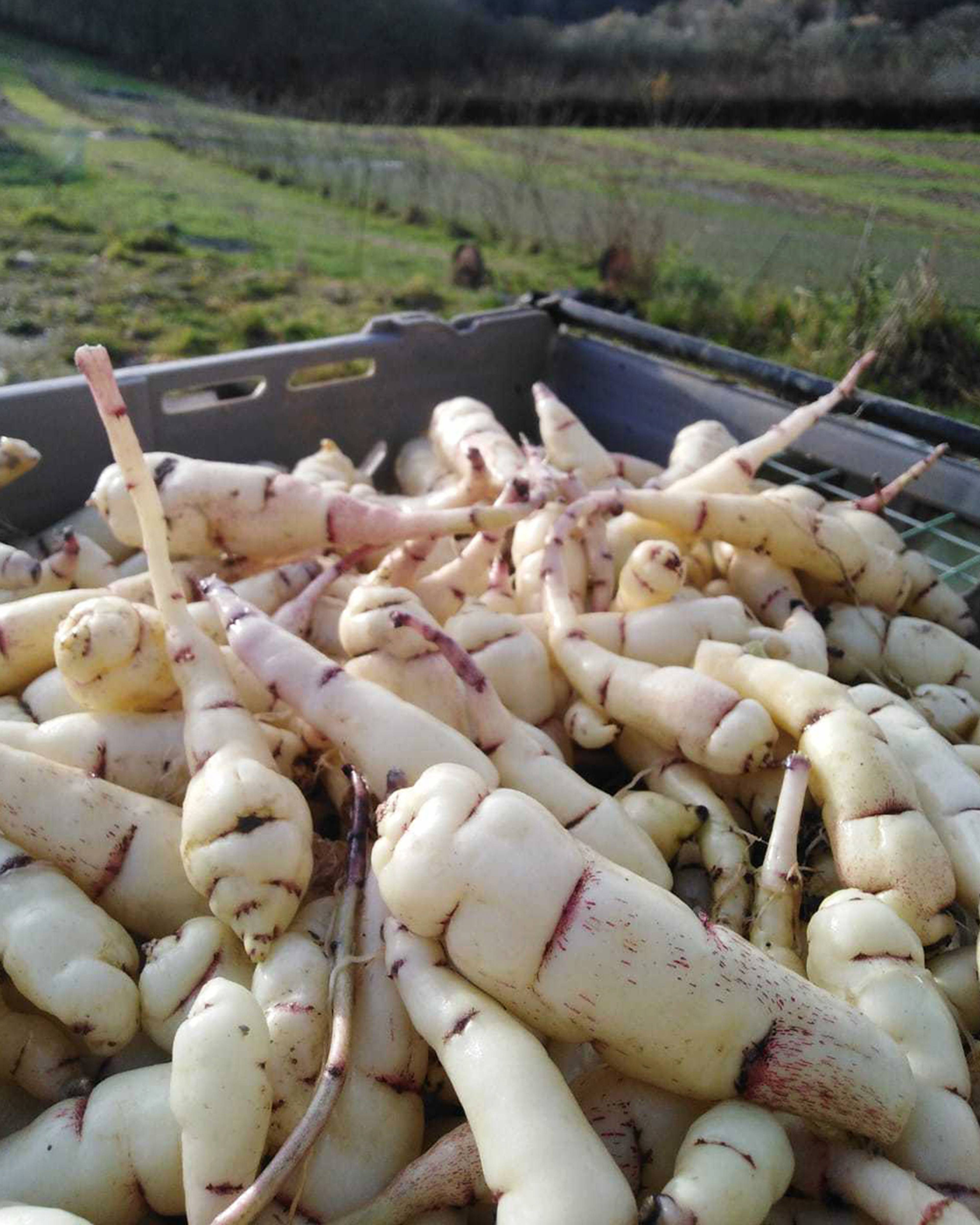 Season planner image