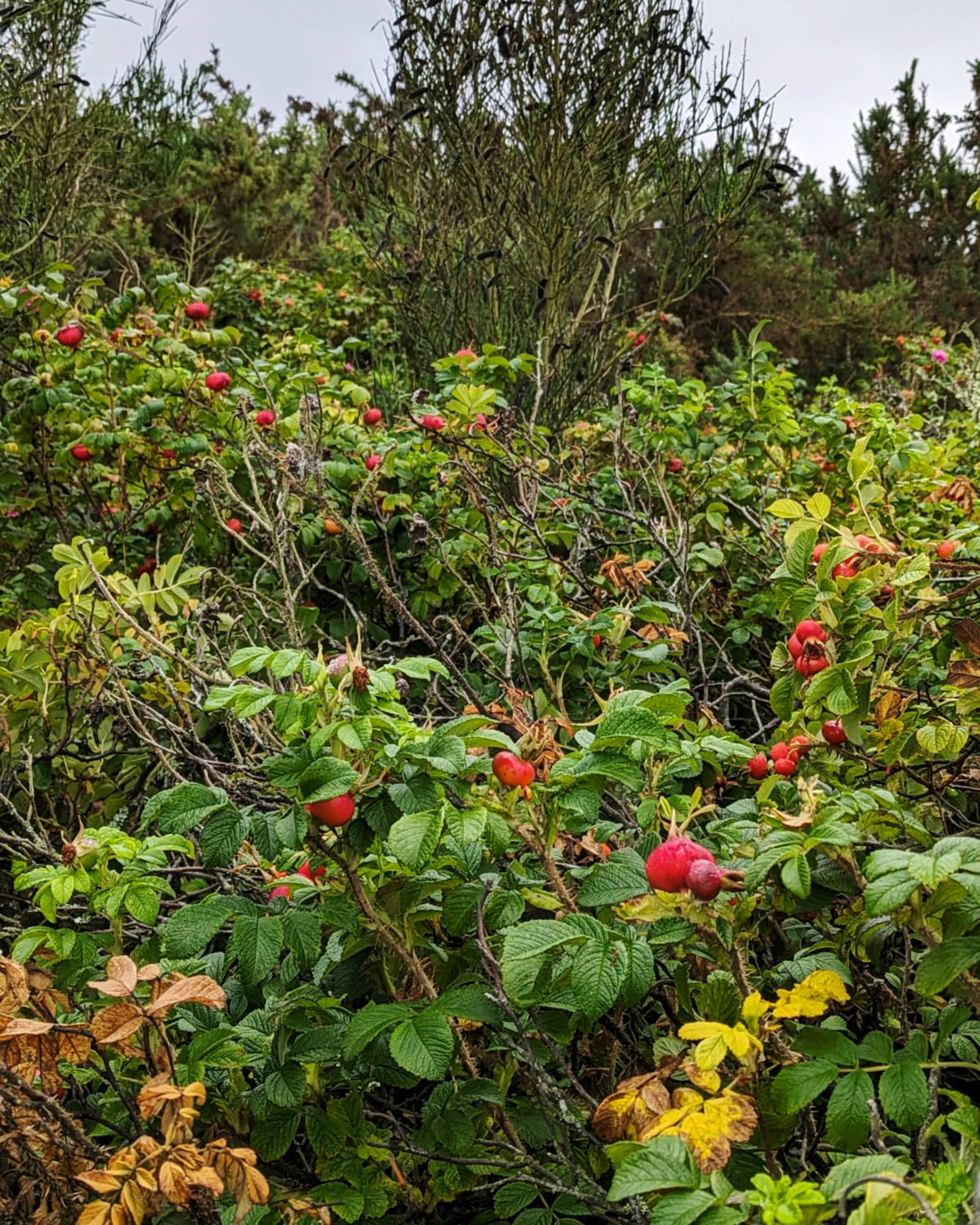 Images with caption alt text