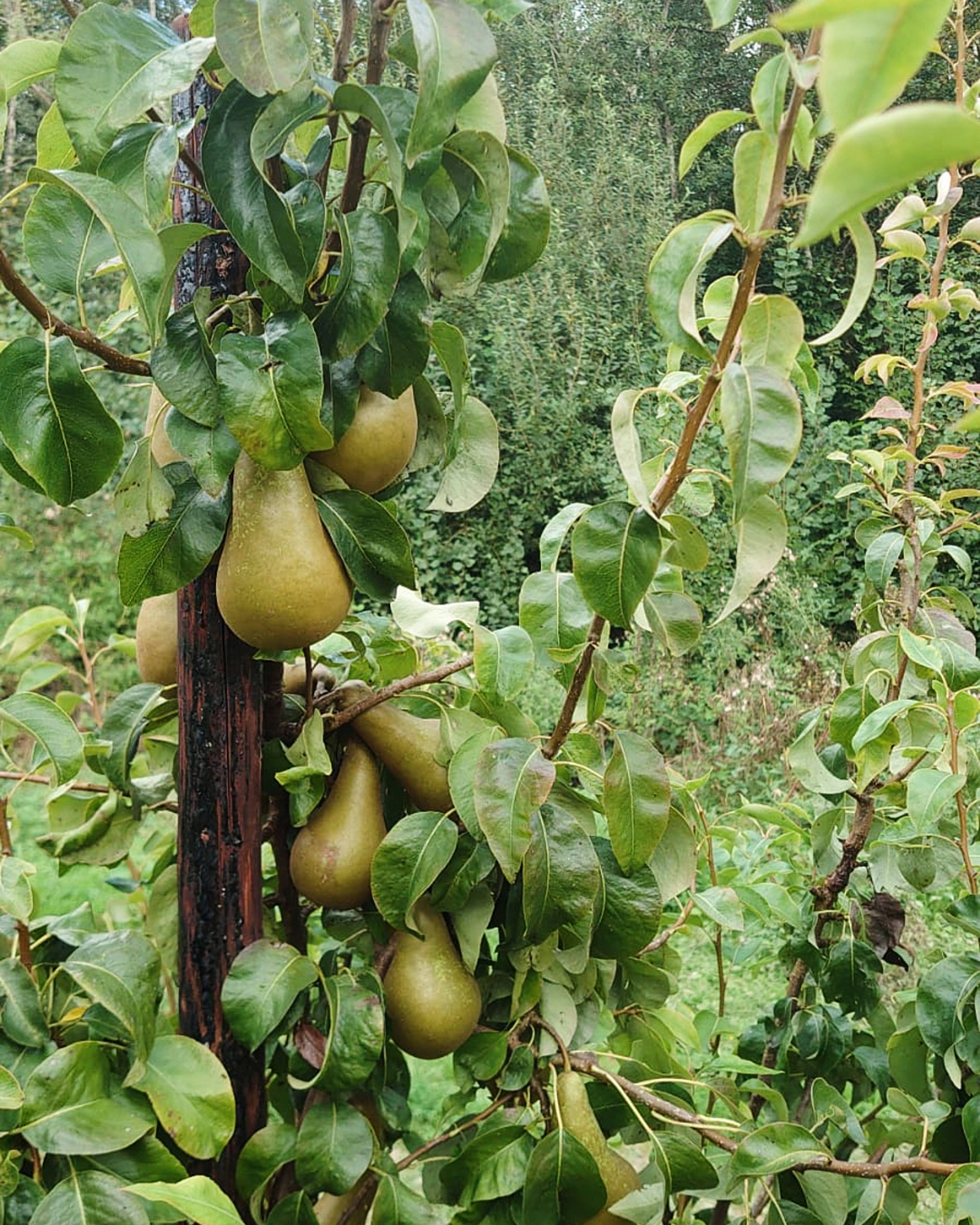 Season planner image