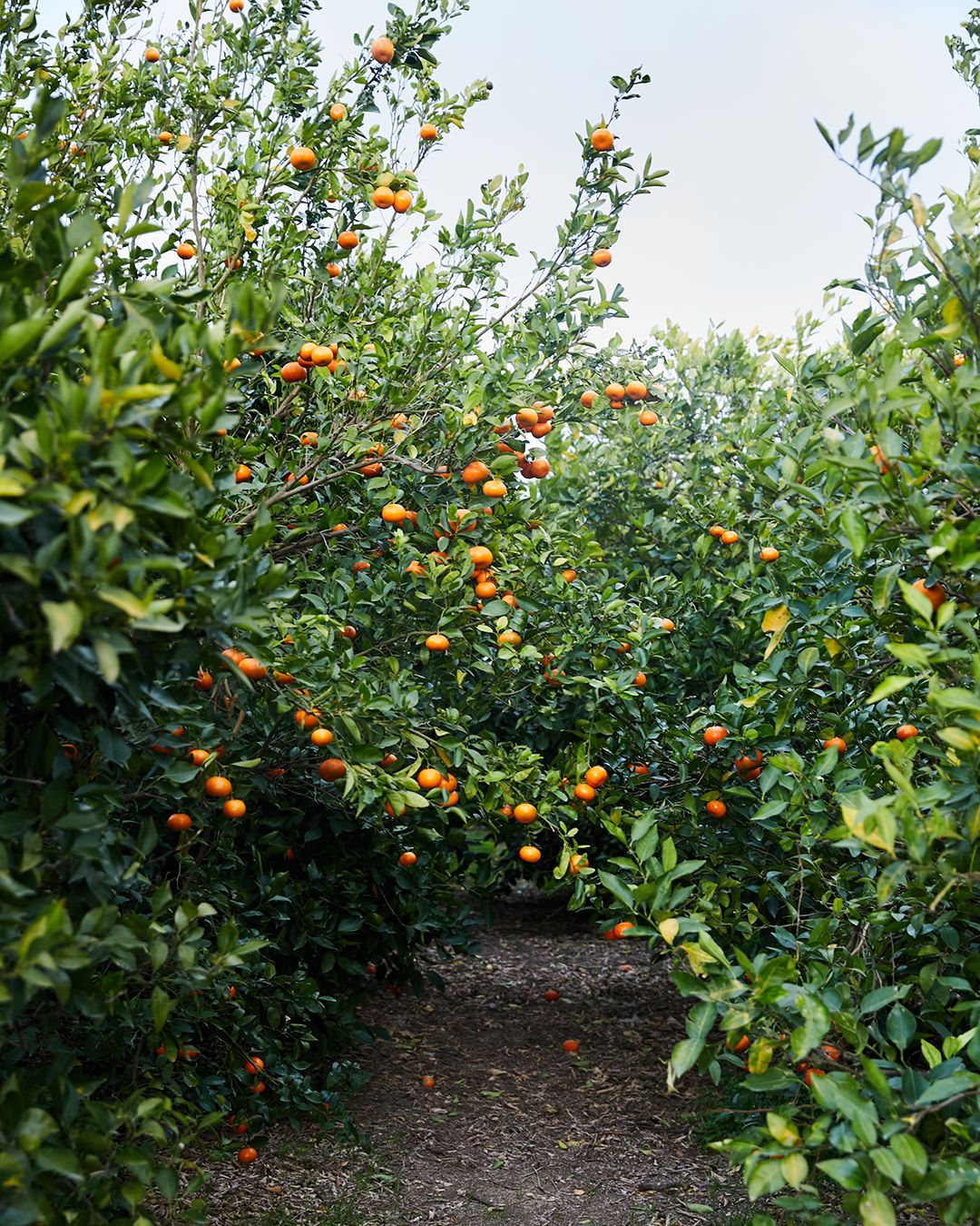 Images with caption alt text