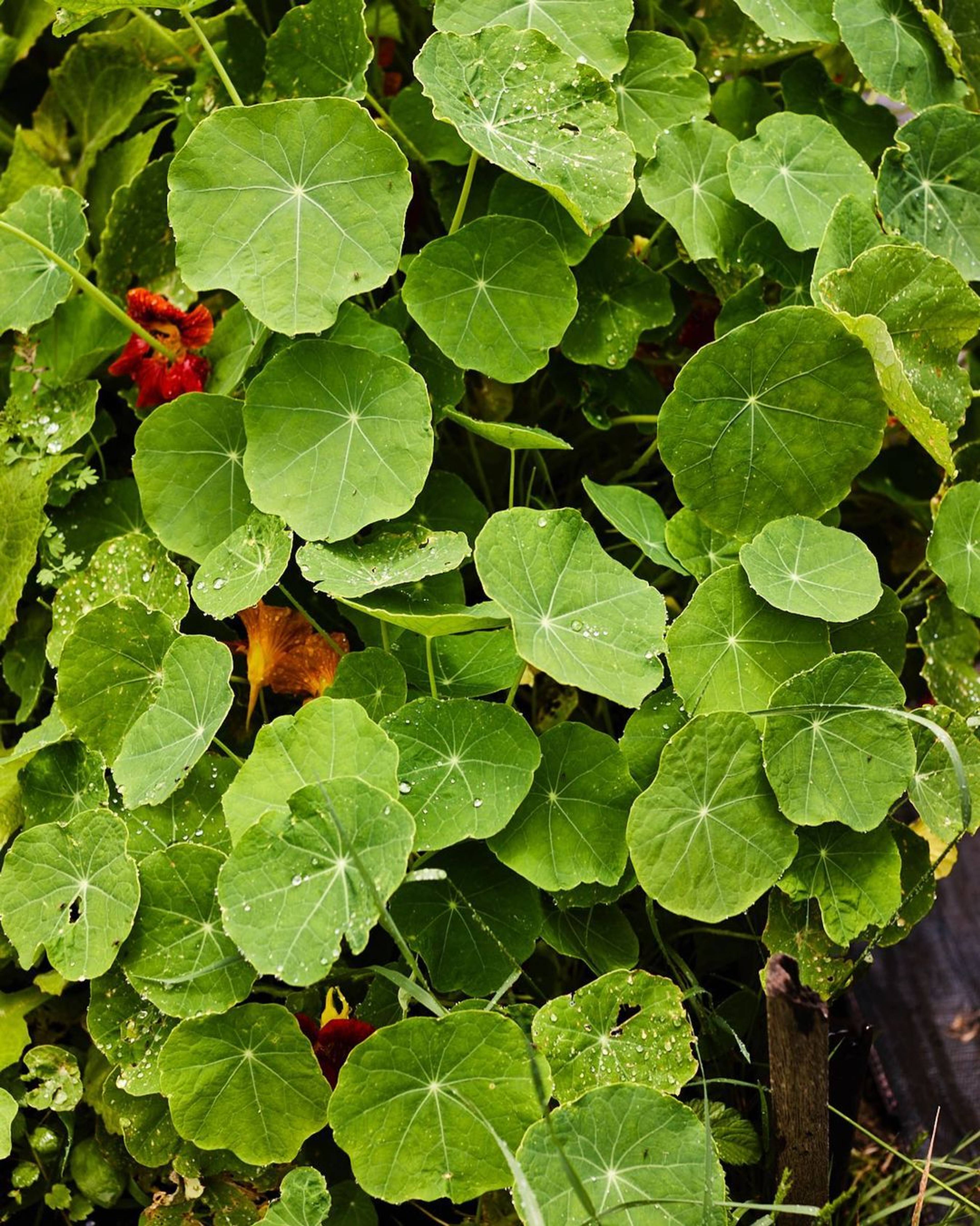 nasturtium leaves timbarra farm