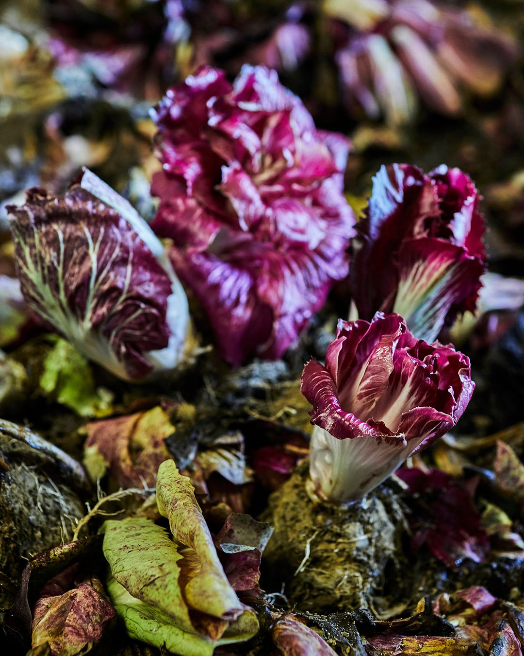 Season planner image