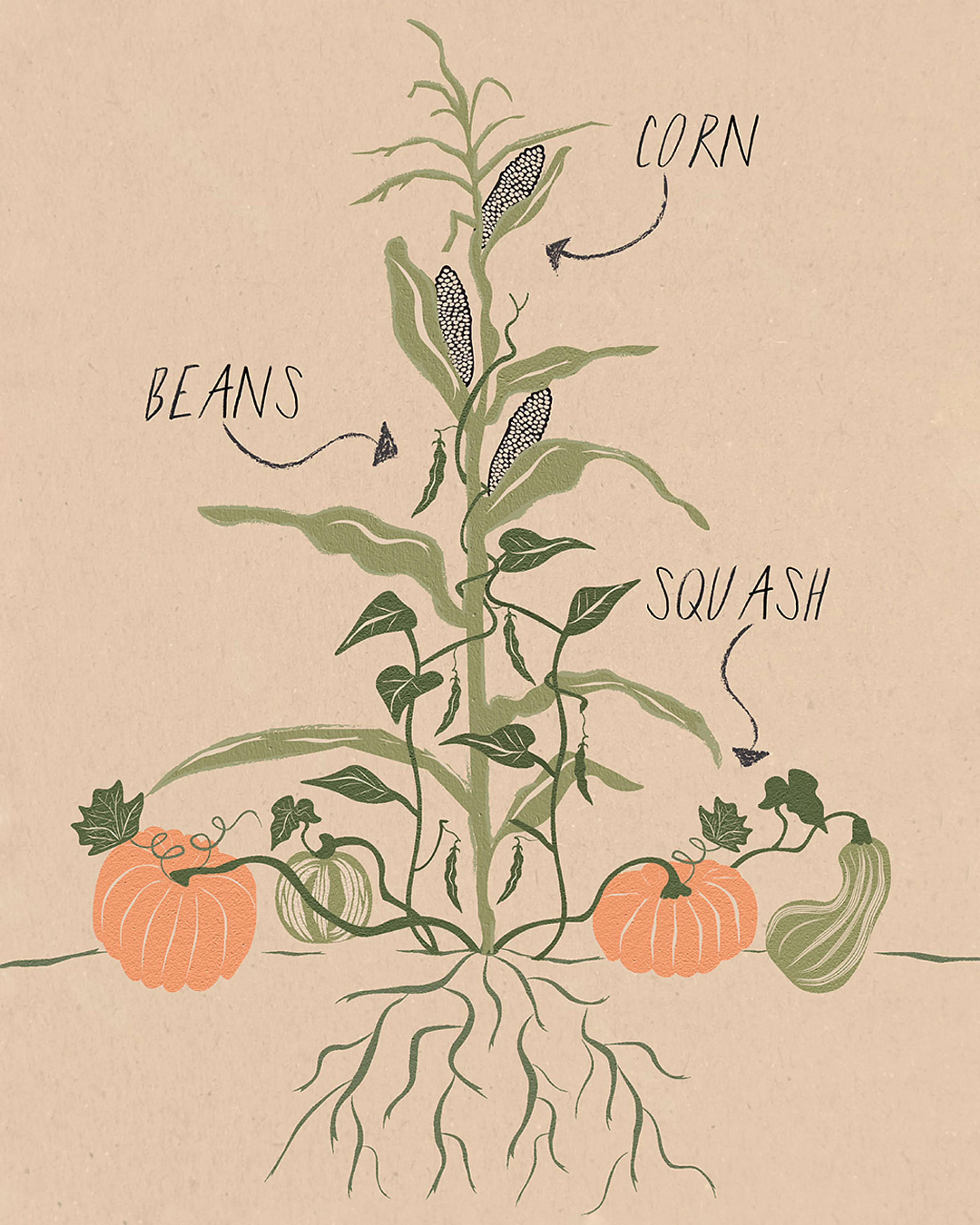 illustration of the milpa system