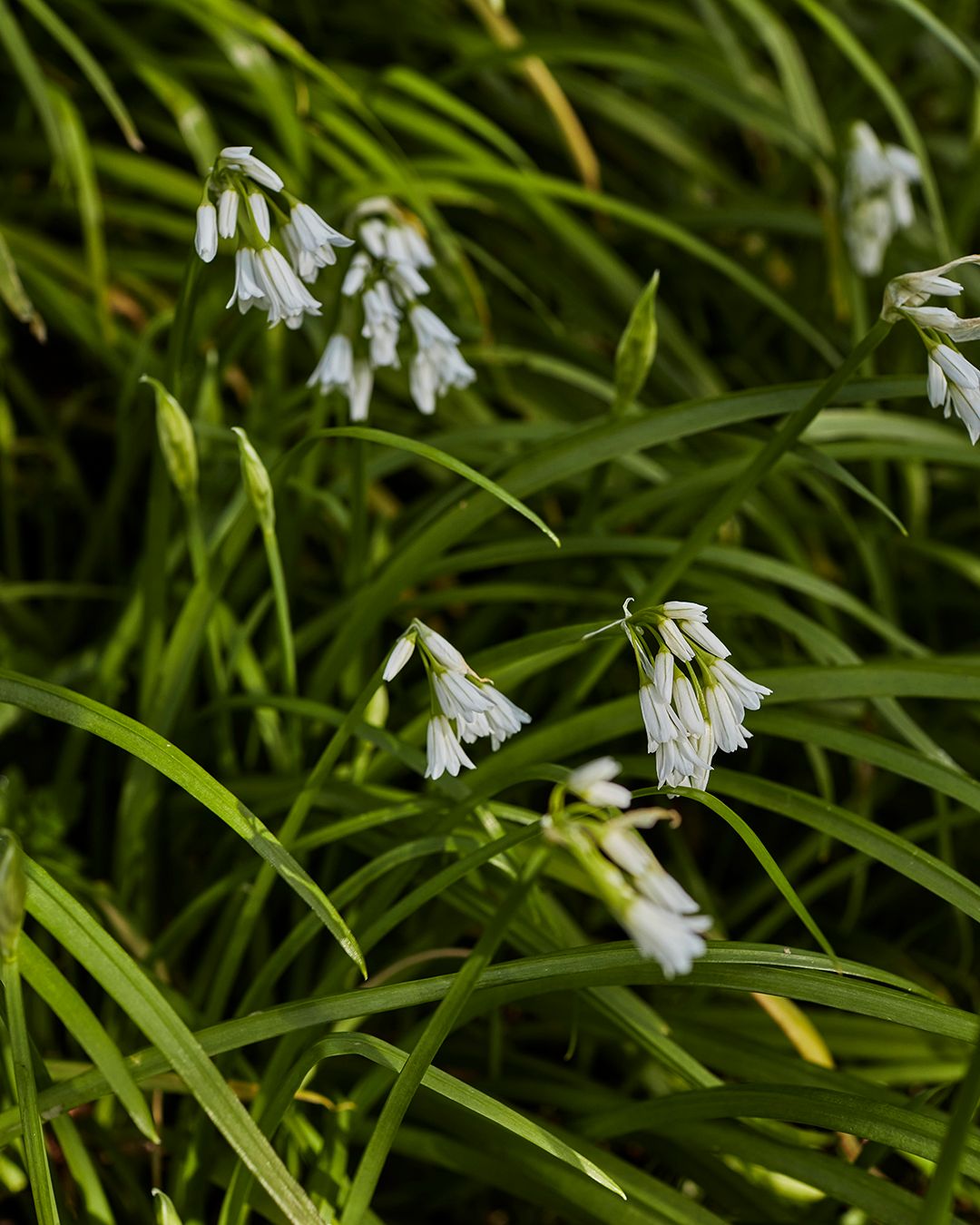 Season planner image
